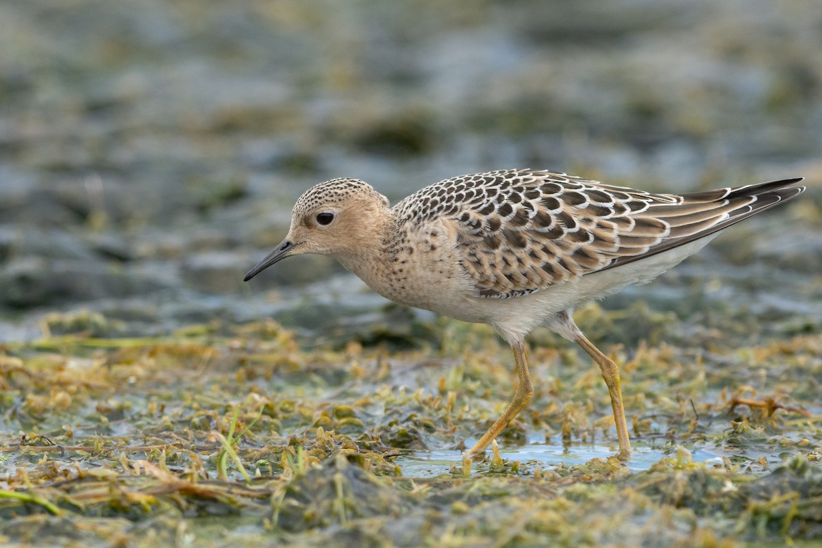 jespák plavý - ML483263451