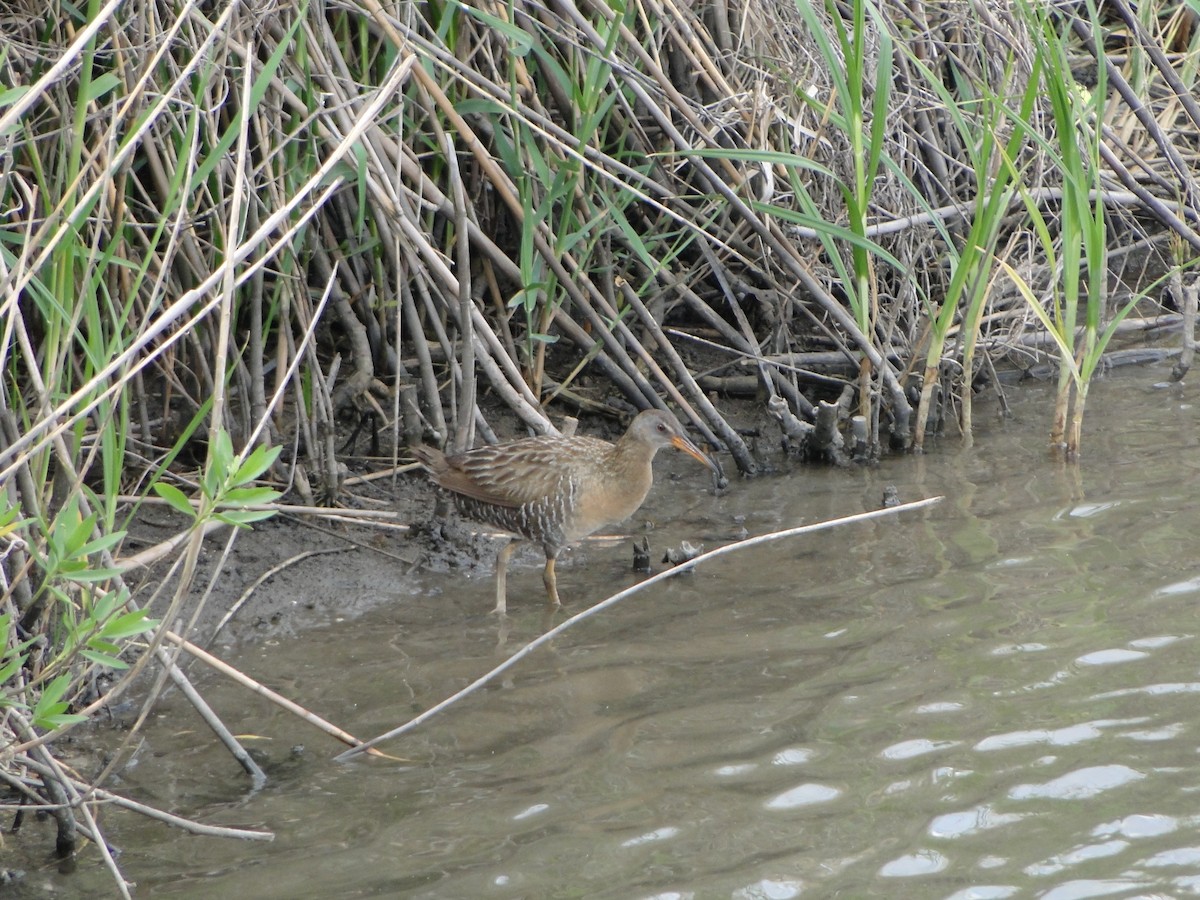 Clapper Rail - ML483264151