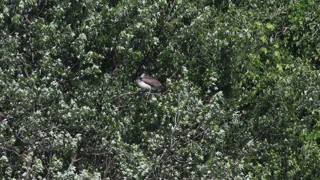 Пелікан бурий (підвид carolinensis) - ML483265