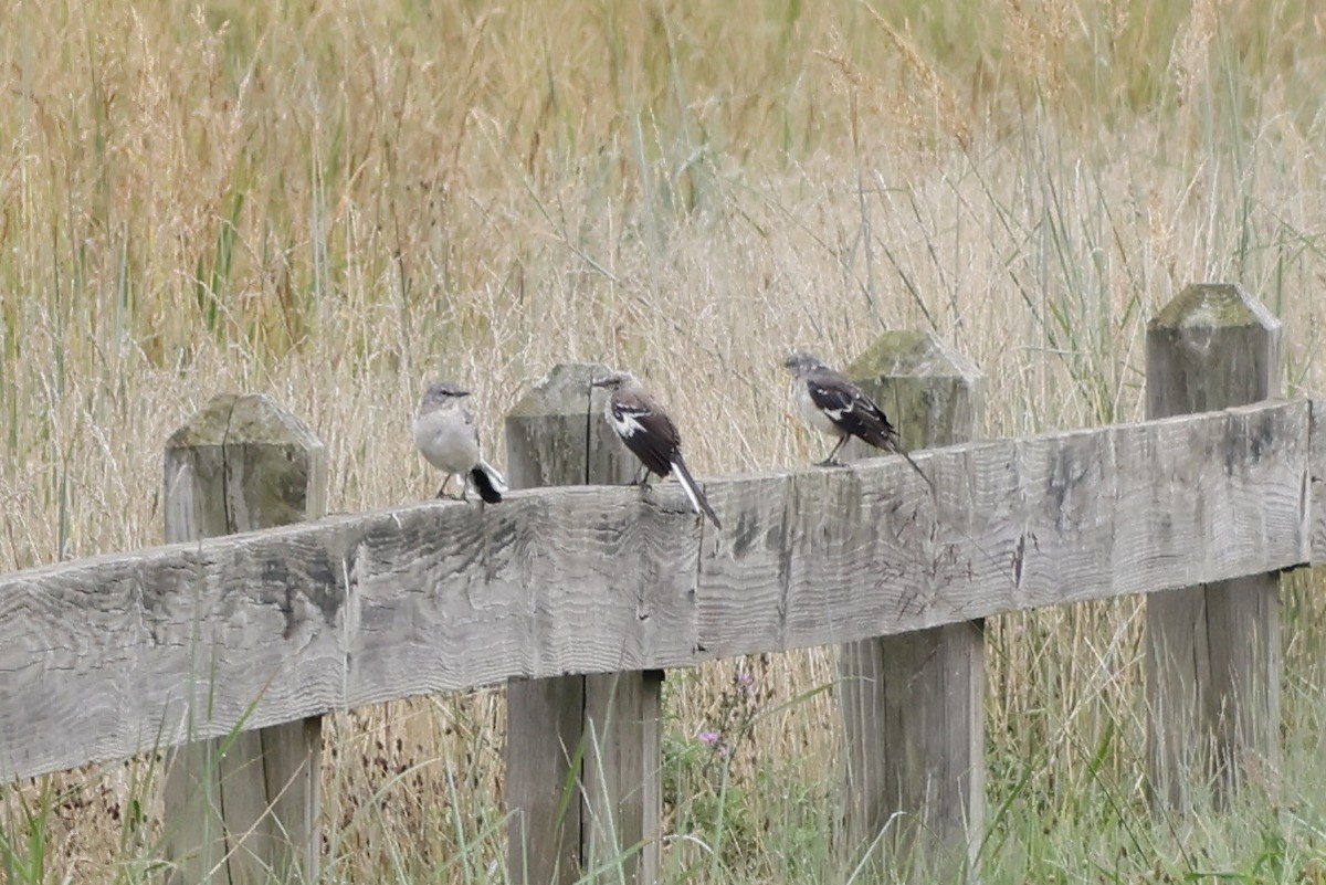 Northern Mockingbird - ML483265481