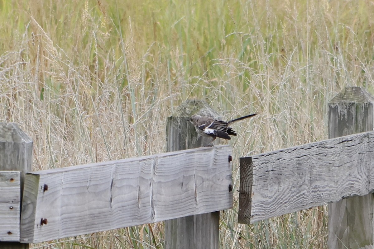 Northern Mockingbird - Daniel Morton