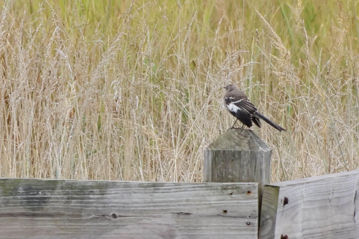 Northern Mockingbird - Daniel Morton