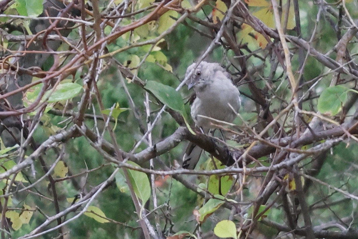 Northern Mockingbird - Daniel Morton