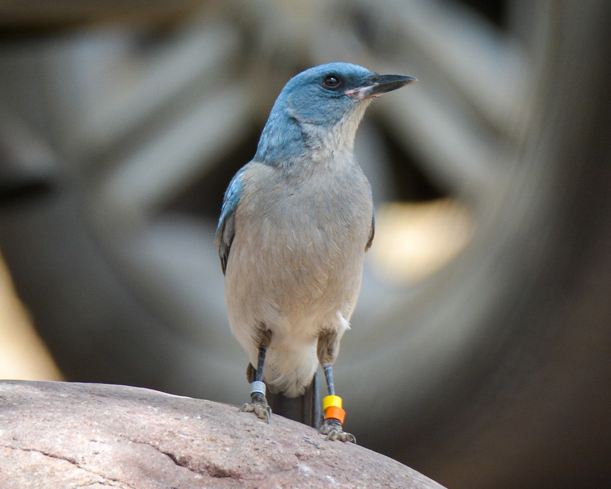 Mexican Jay - ML483265641