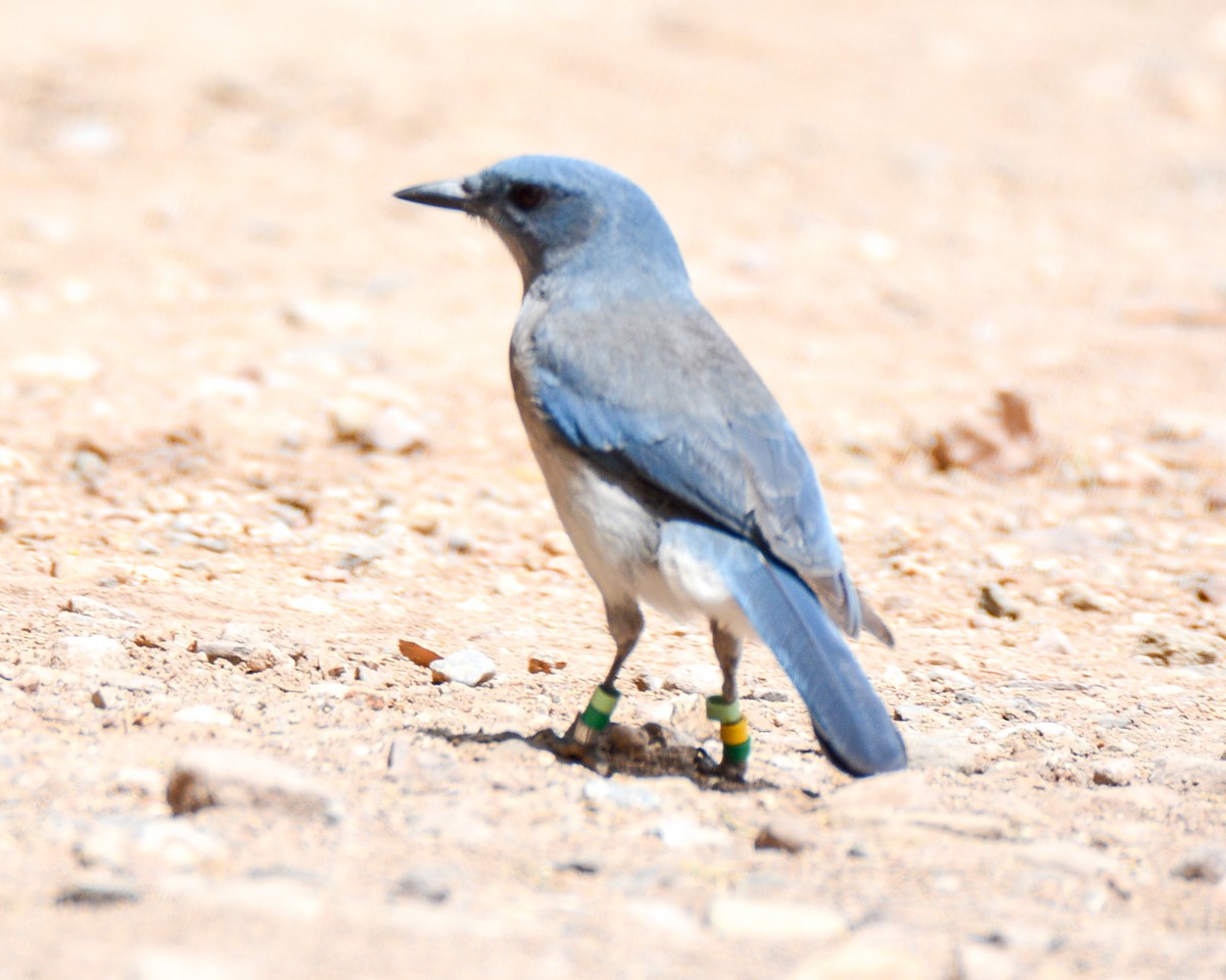 Mexican Jay - ML483265651