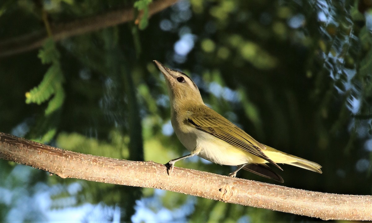 Vireo Ojirrojo - ML483265761