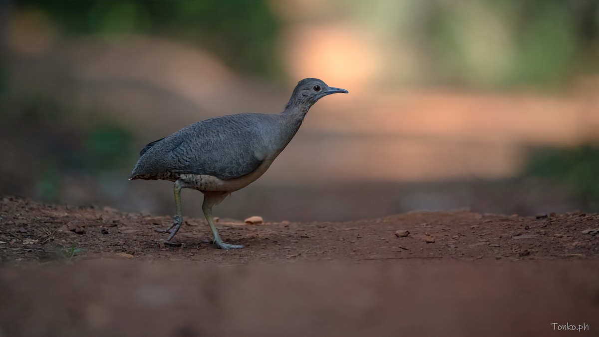 Undulated Tinamou - ML483265961