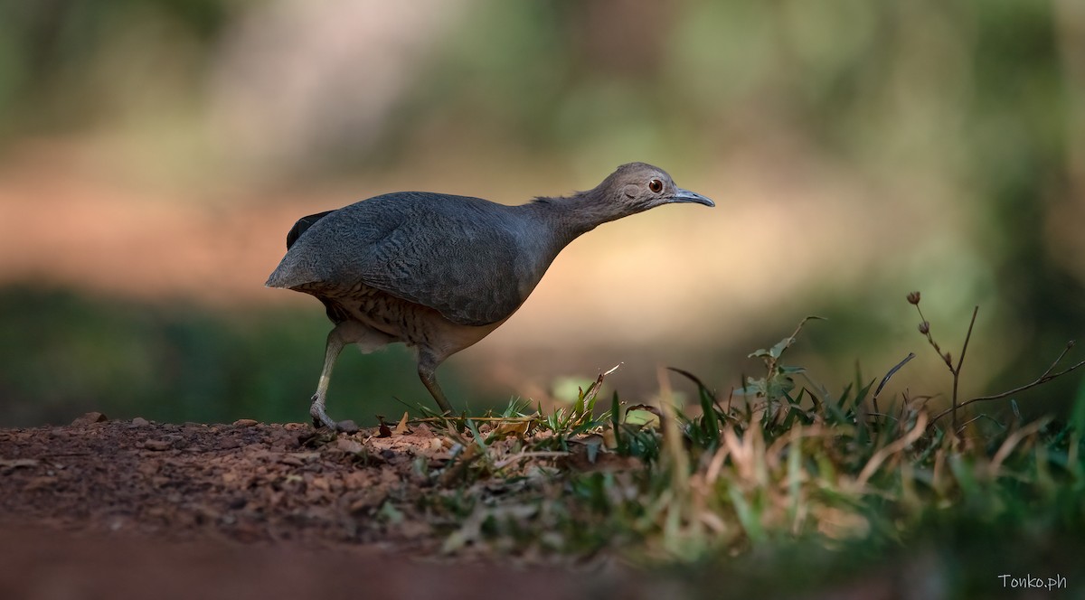 Undulated Tinamou - ML483265971