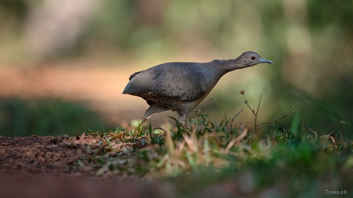 Undulated Tinamou - ML483265981