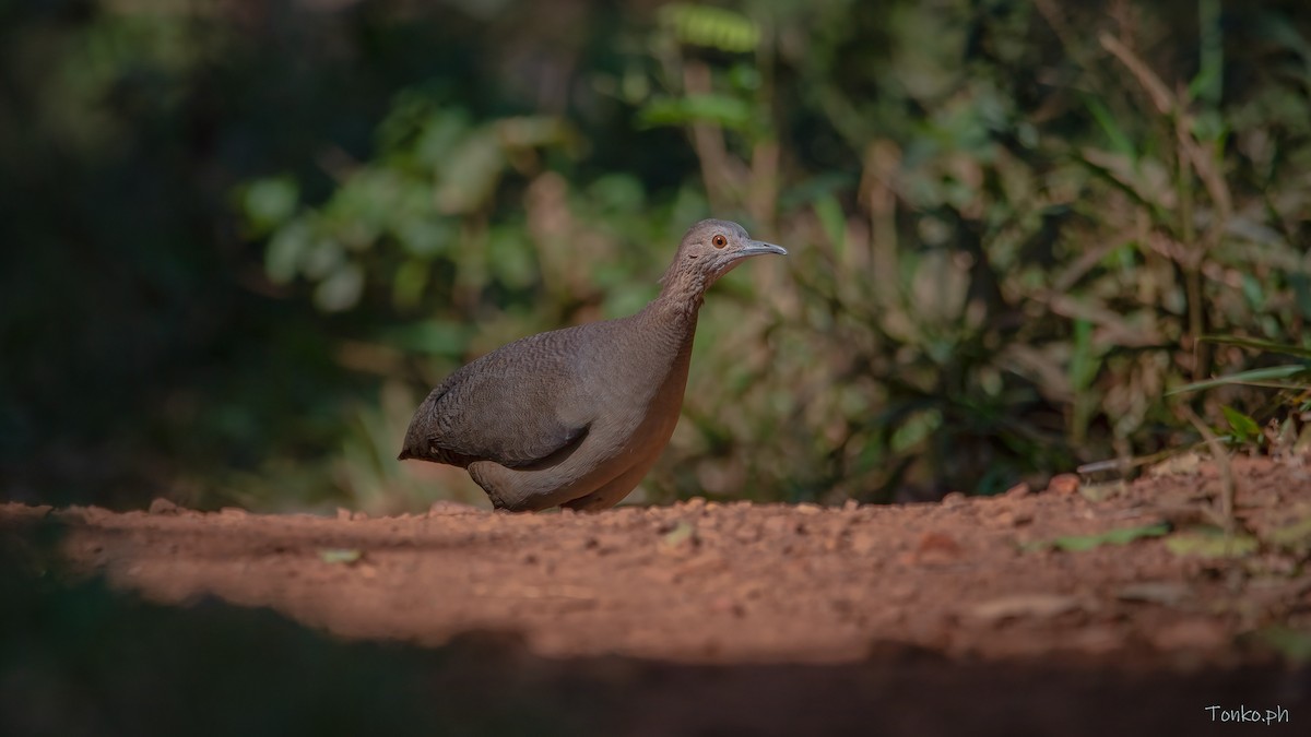 Undulated Tinamou - ML483265991