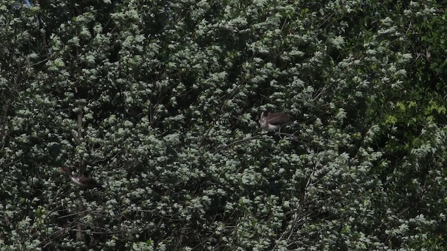 pelikán hnědý (ssp. carolinensis) - ML483266