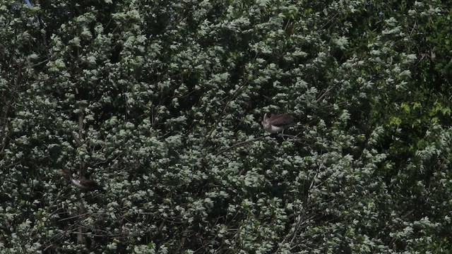 Пелікан бурий (підвид carolinensis) - ML483266