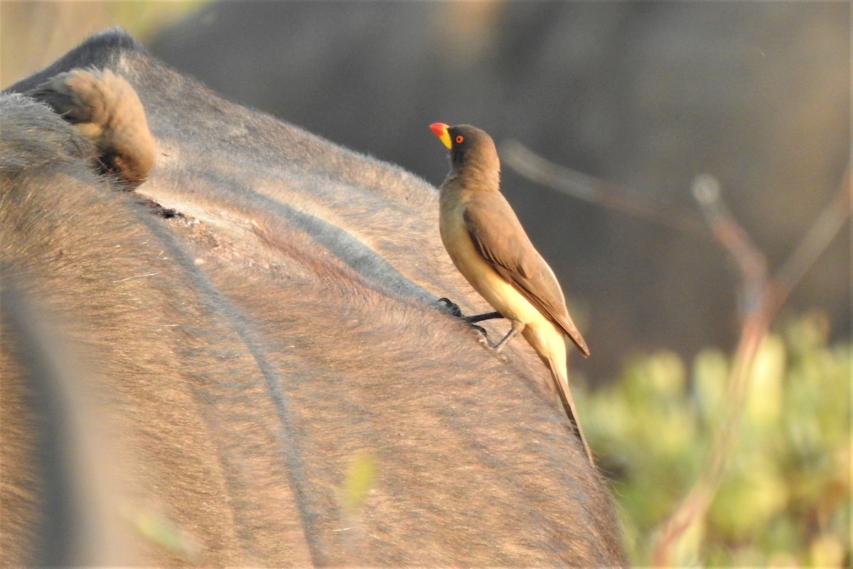 Yellow-billed Oxpecker - ML483266361