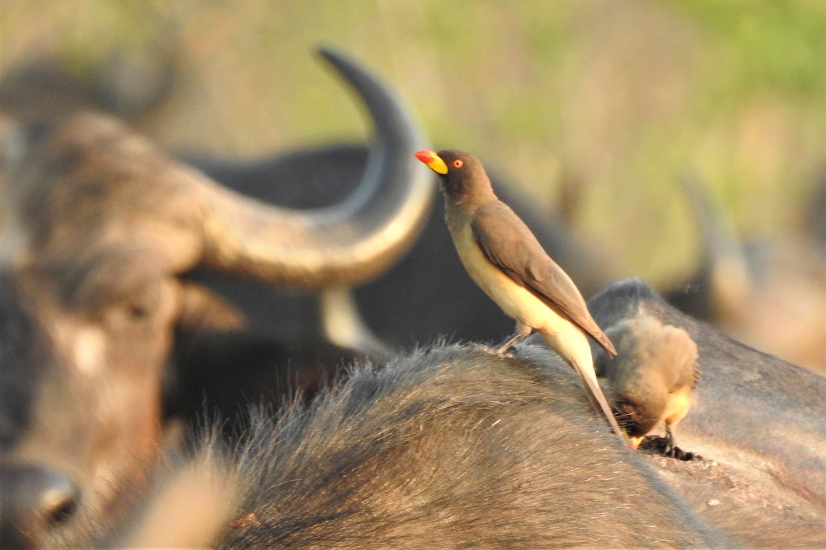 Yellow-billed Oxpecker - ML483266371