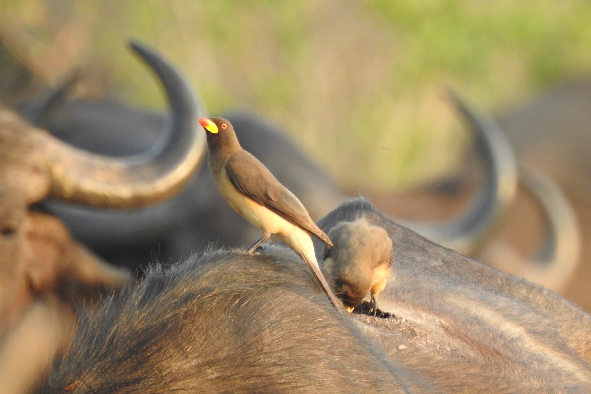 Yellow-billed Oxpecker - ML483266381