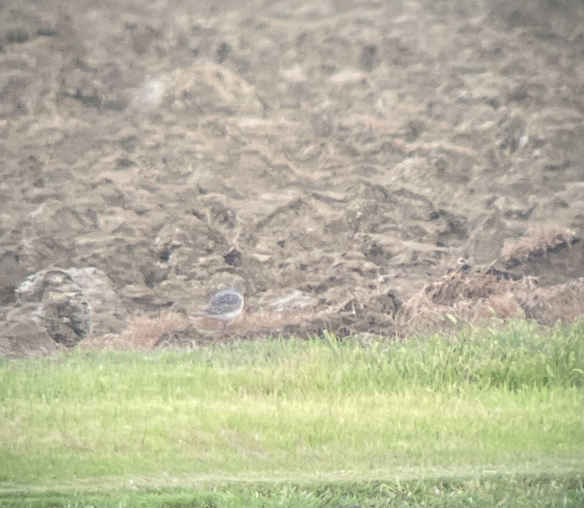 Buff-breasted Sandpiper - ML483266411