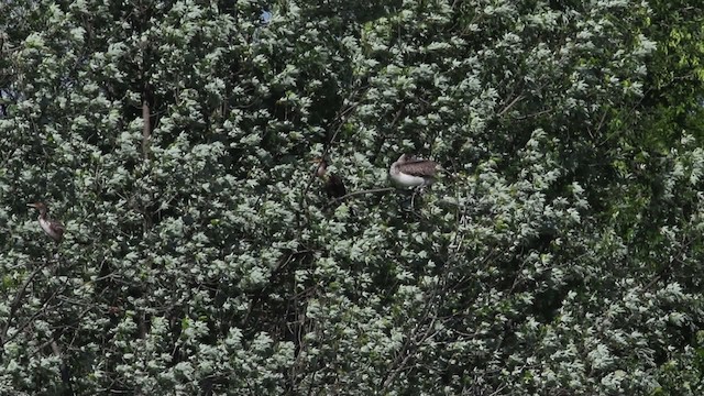 pelikán hnědý (ssp. carolinensis) - ML483267