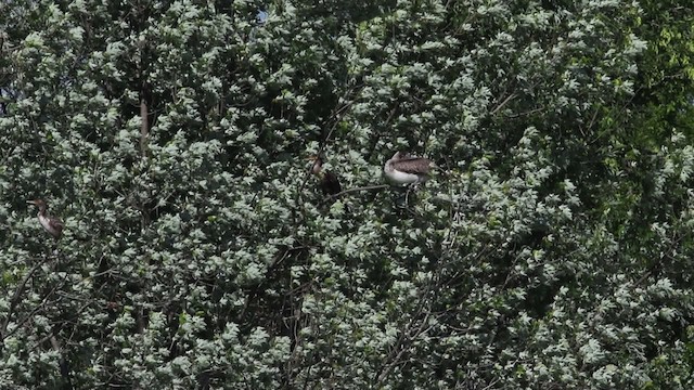 Пелікан бурий (підвид carolinensis) - ML483267