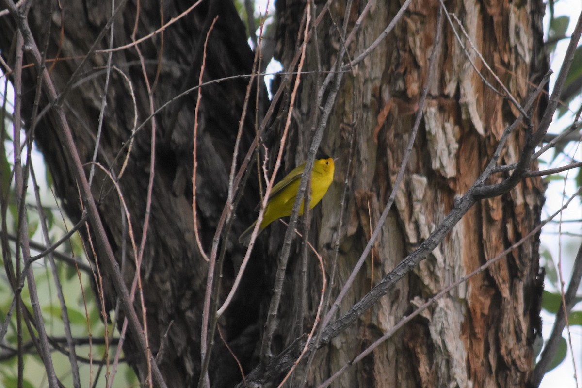 Wilson's Warbler - ML483267211