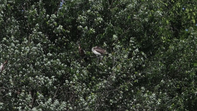 pelikán hnědý (ssp. carolinensis) - ML483268