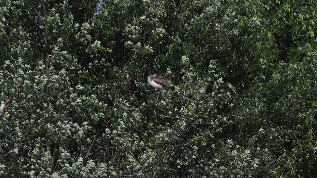 Пелікан бурий (підвид carolinensis) - ML483268