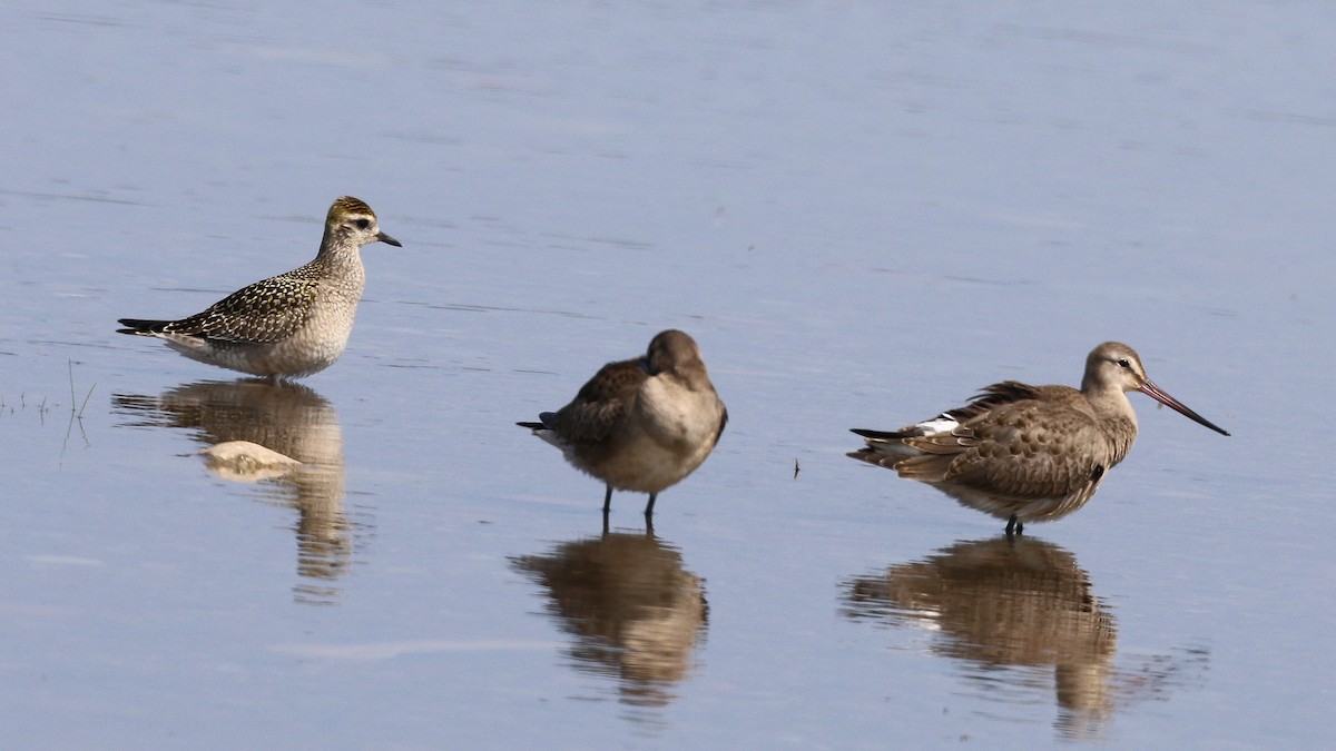 American Golden-Plover - ML483268301