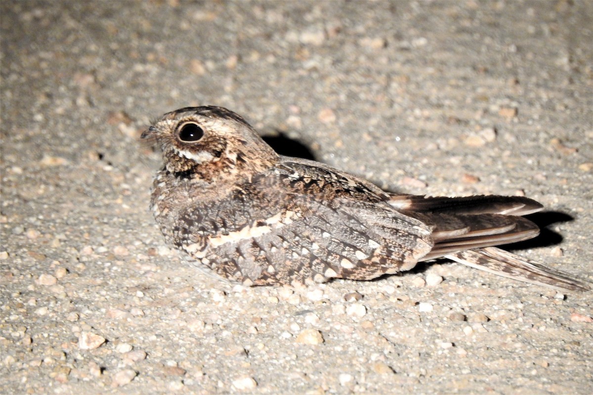 Square-tailed Nightjar - ML483268351