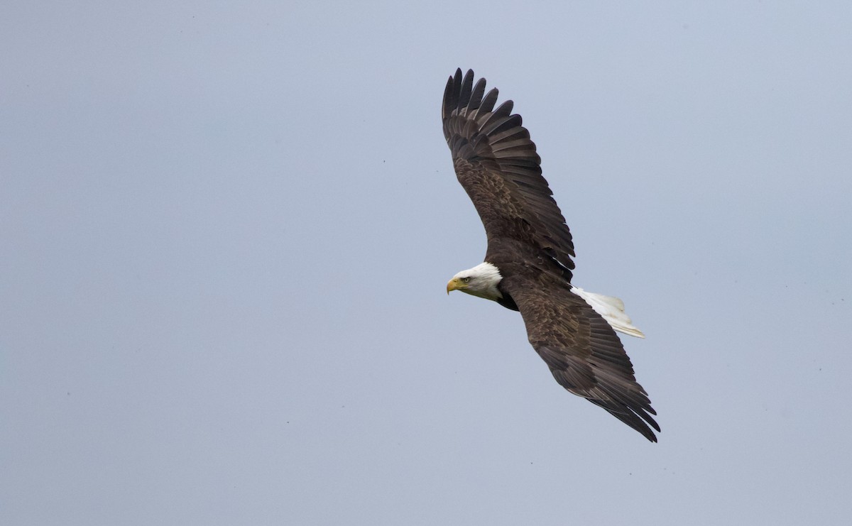 Bald Eagle - Will Sweet