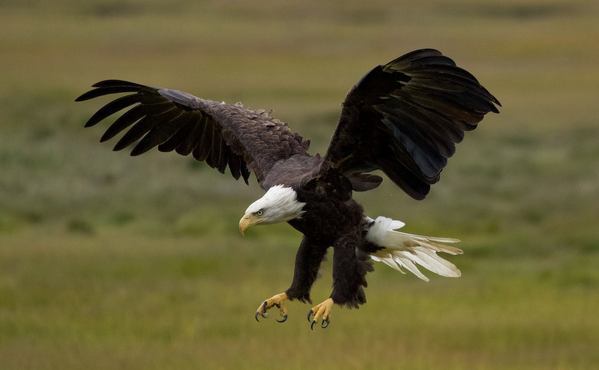 Bald Eagle - Will Sweet