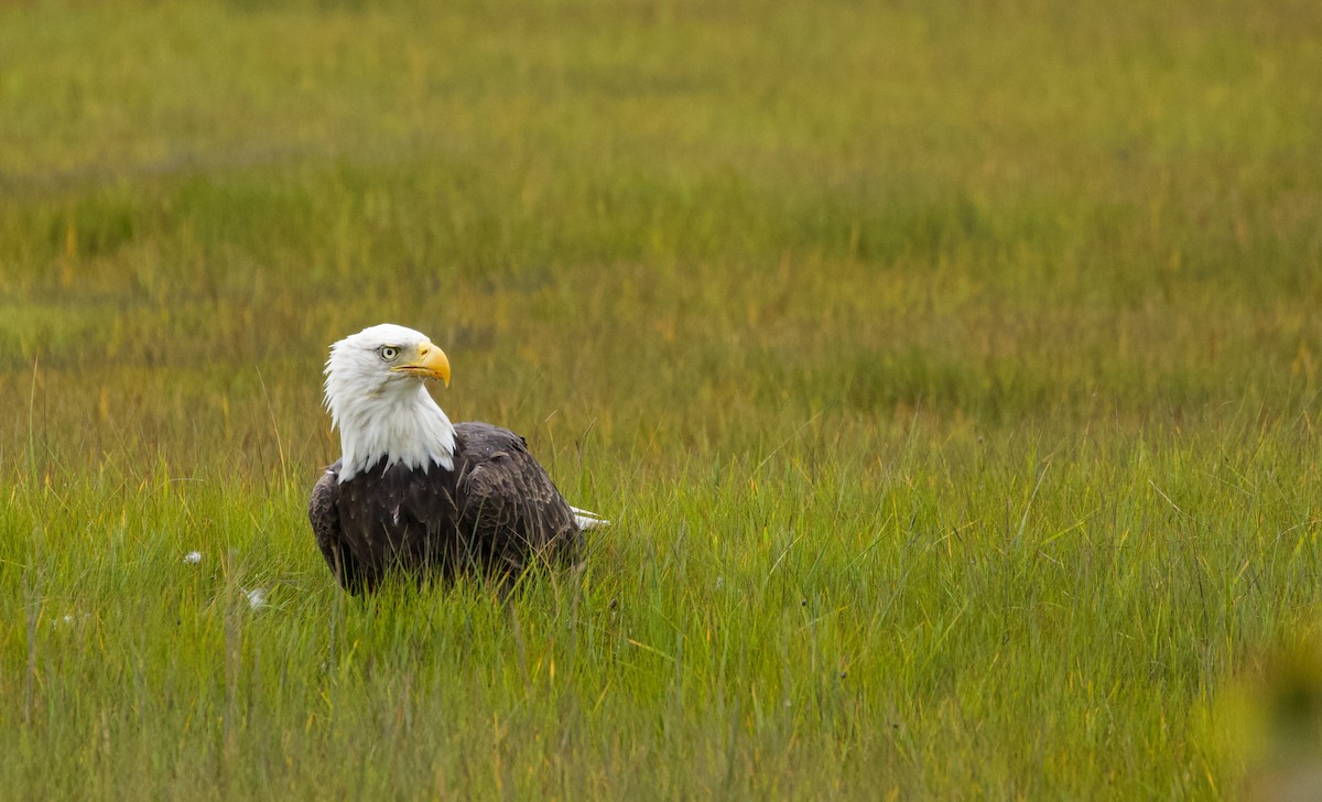 Bald Eagle - Will Sweet