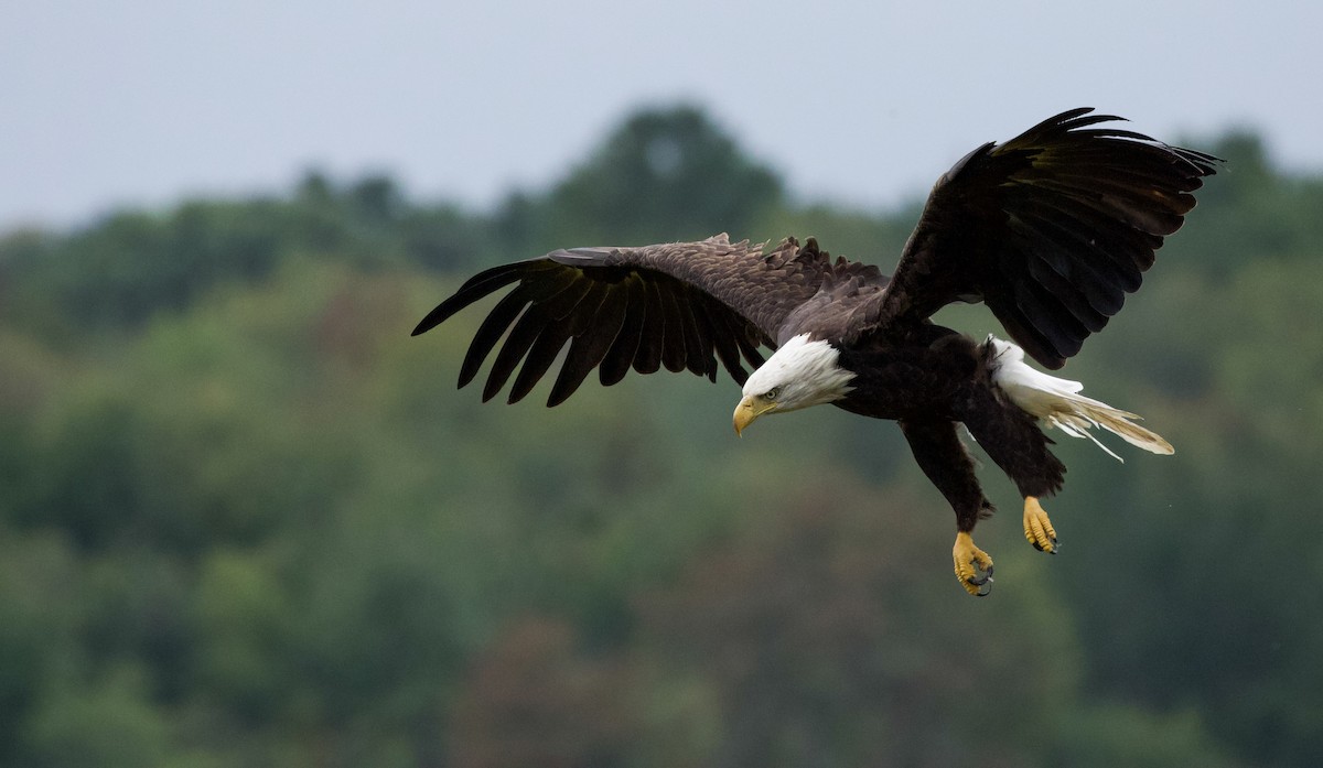 Bald Eagle - Will Sweet