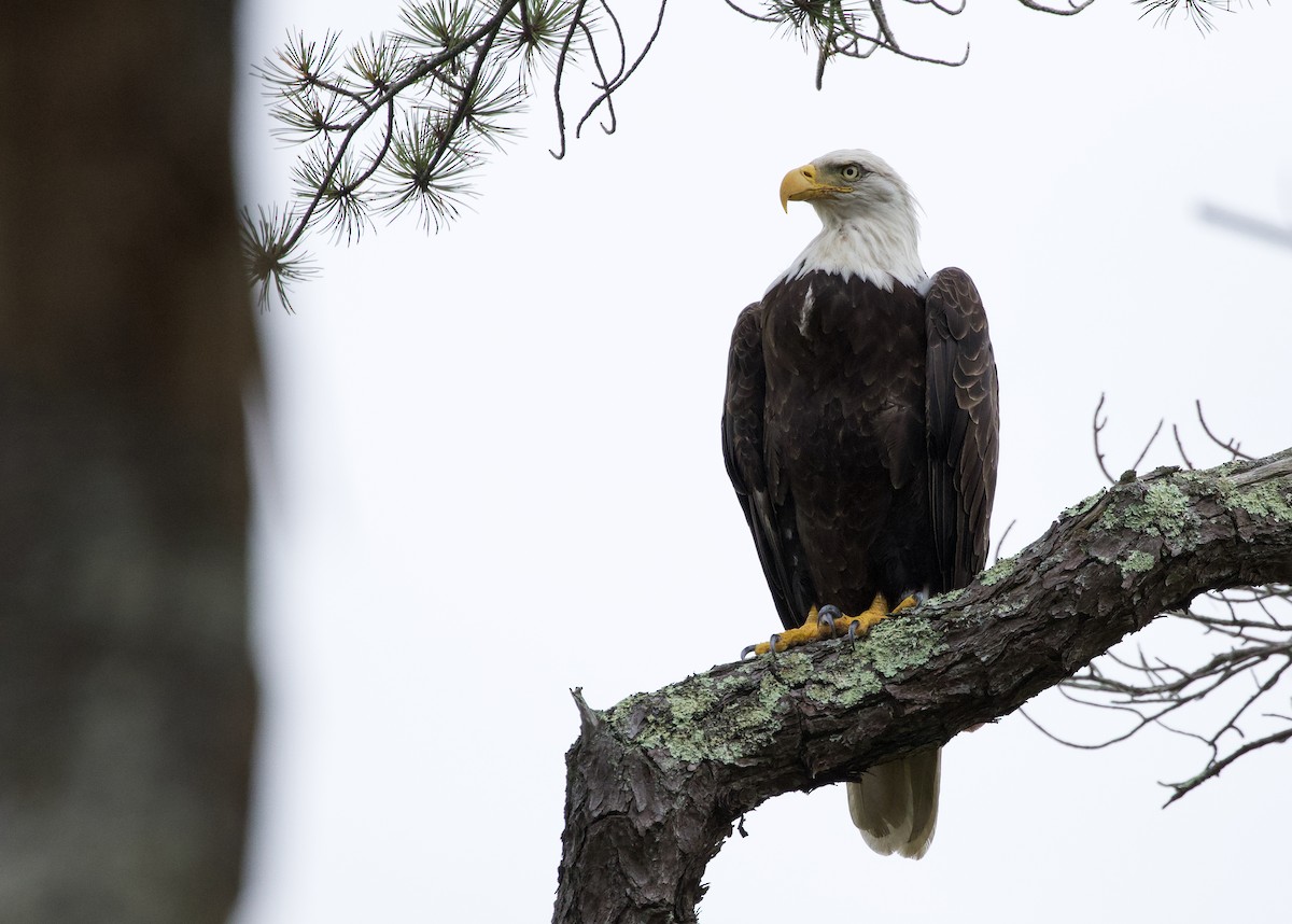 Bald Eagle - Will Sweet