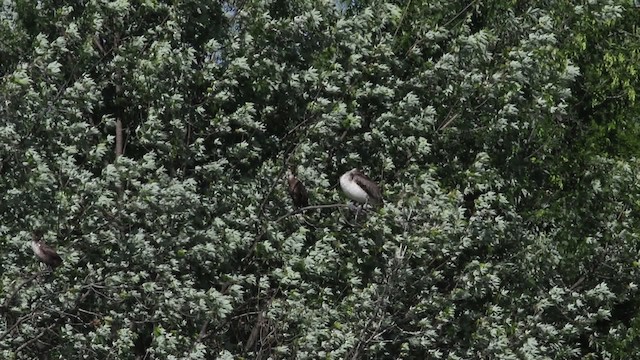 Пелікан бурий (підвид carolinensis) - ML483269