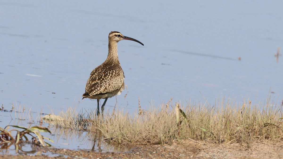 Hudsonian Whimbrel - ML483269211