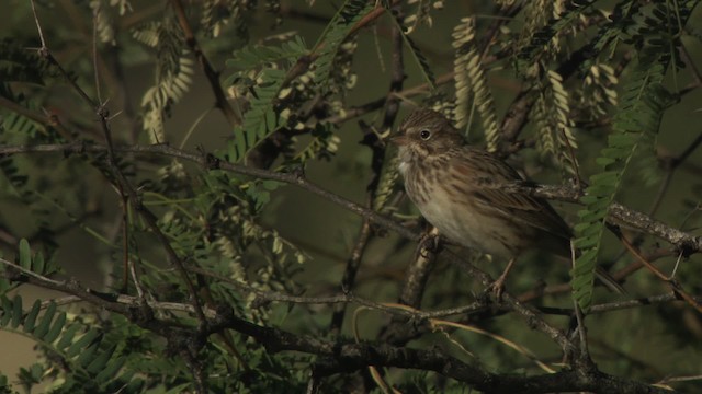 Vesper Sparrow - ML483270