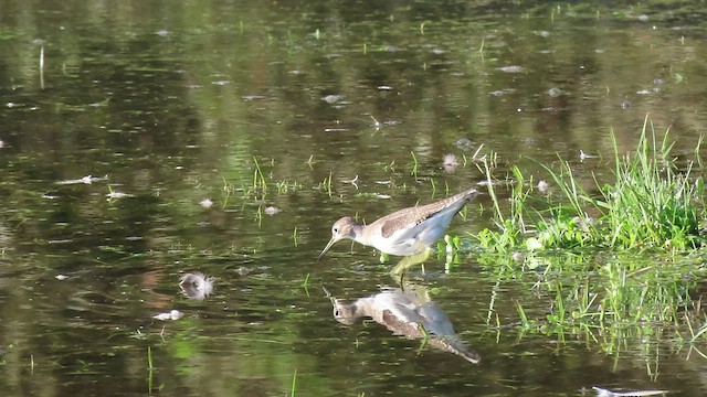 Solitary Sandpiper - ML483270521