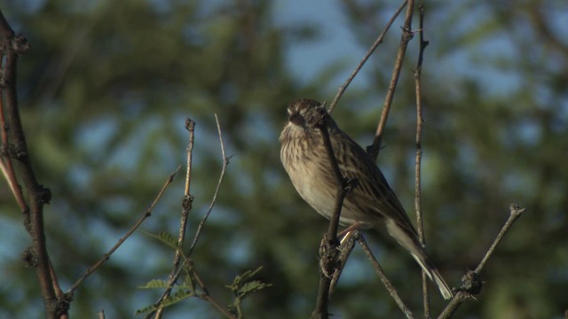 Vesper Sparrow - ML483271