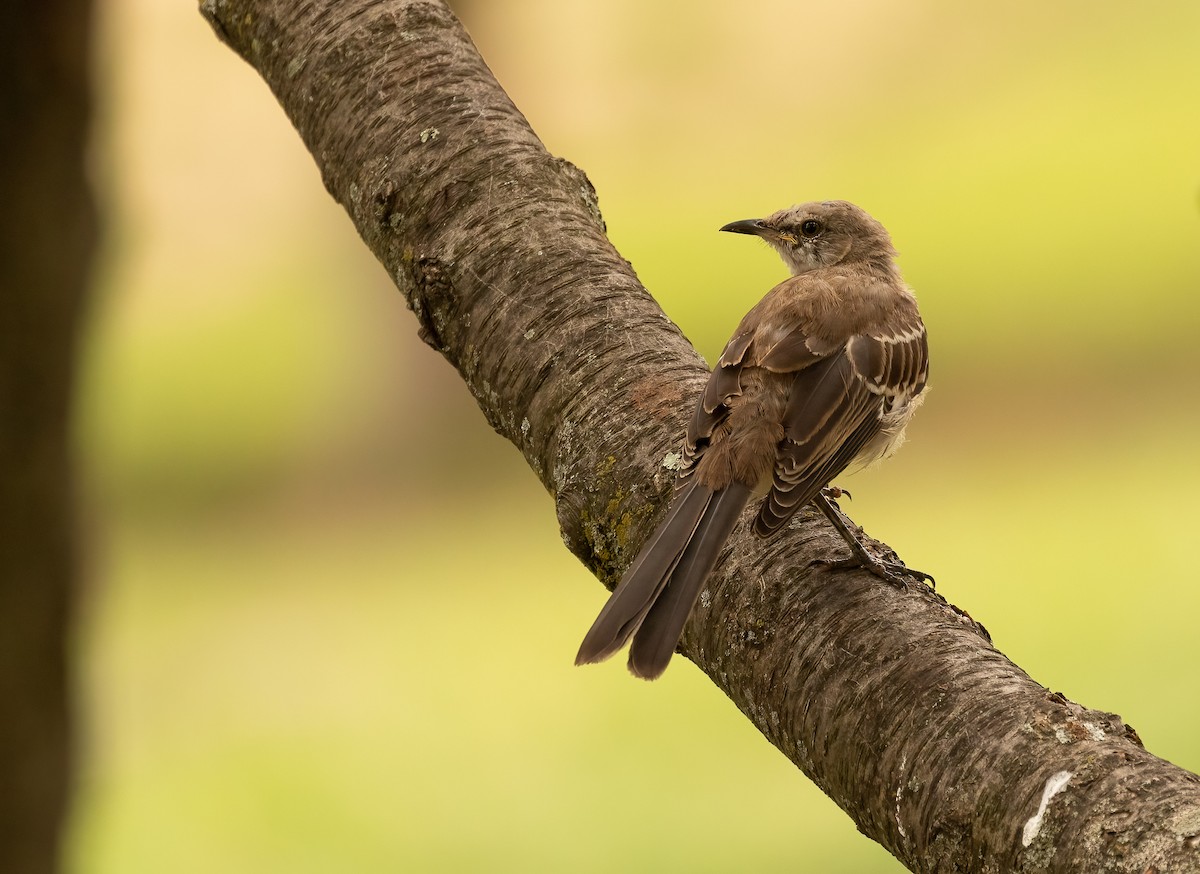 Northern Mockingbird - Richard  Davis