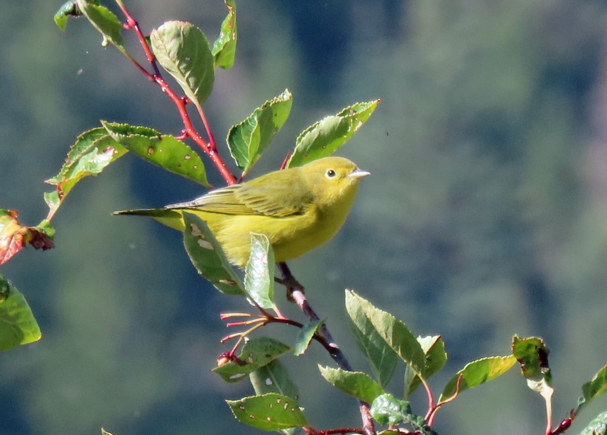 Yellow Warbler - ML483272901