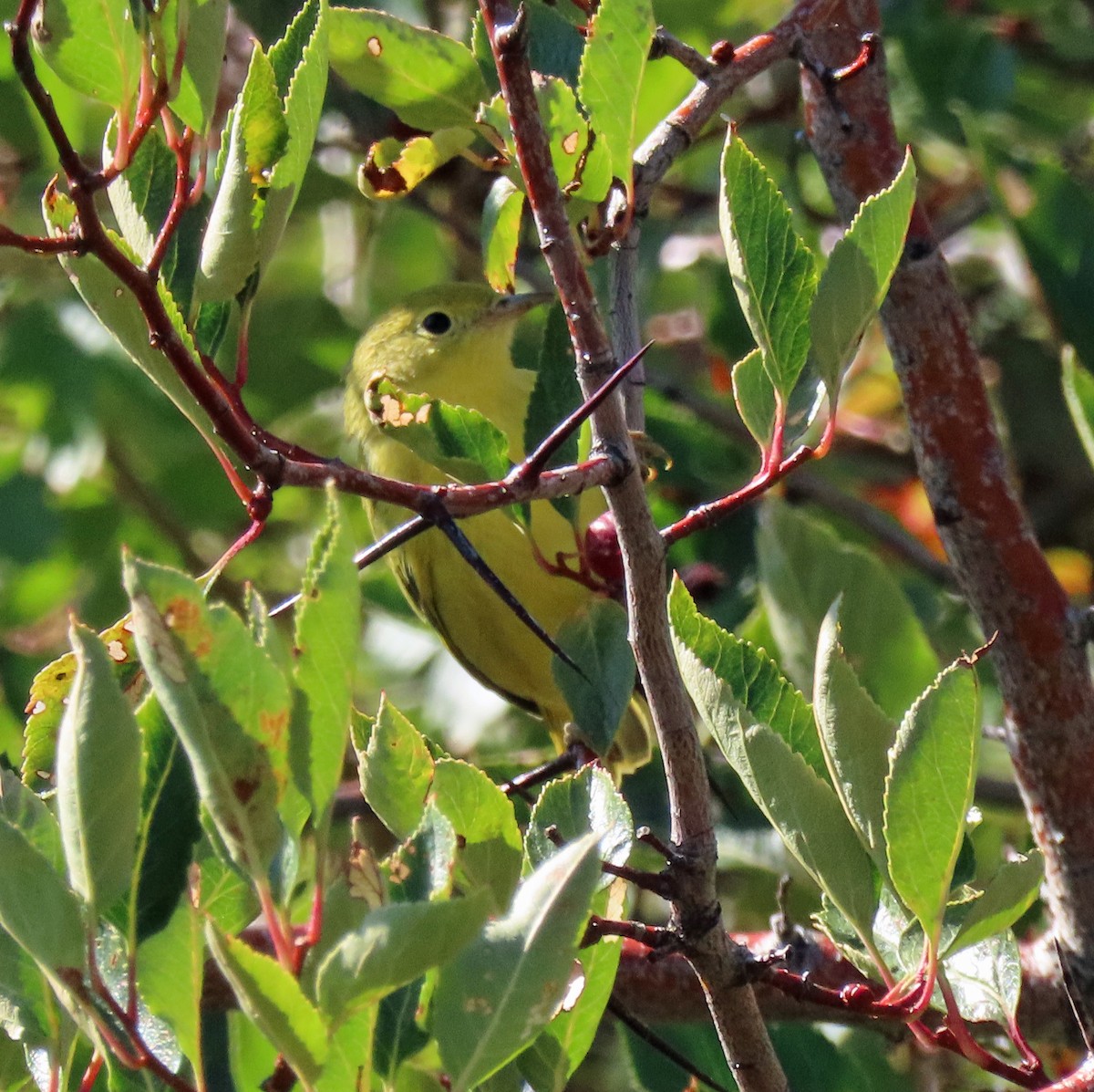 Yellow Warbler - ML483272921