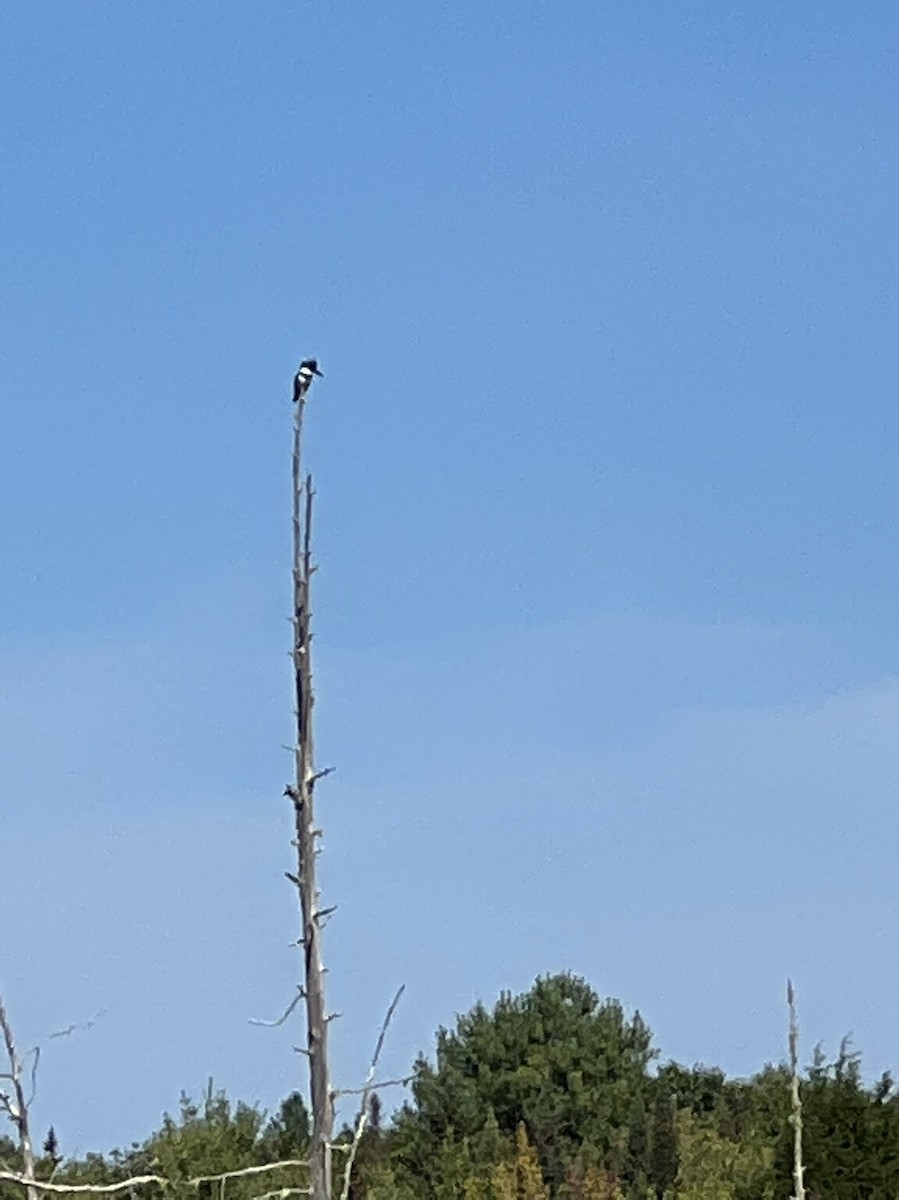 Belted Kingfisher - ML483274271