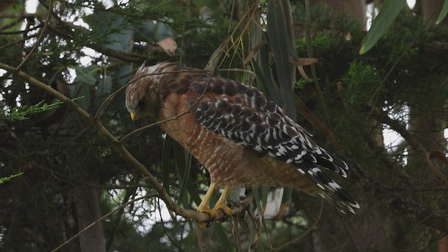 Red-shouldered Hawk (elegans) - ML483274441