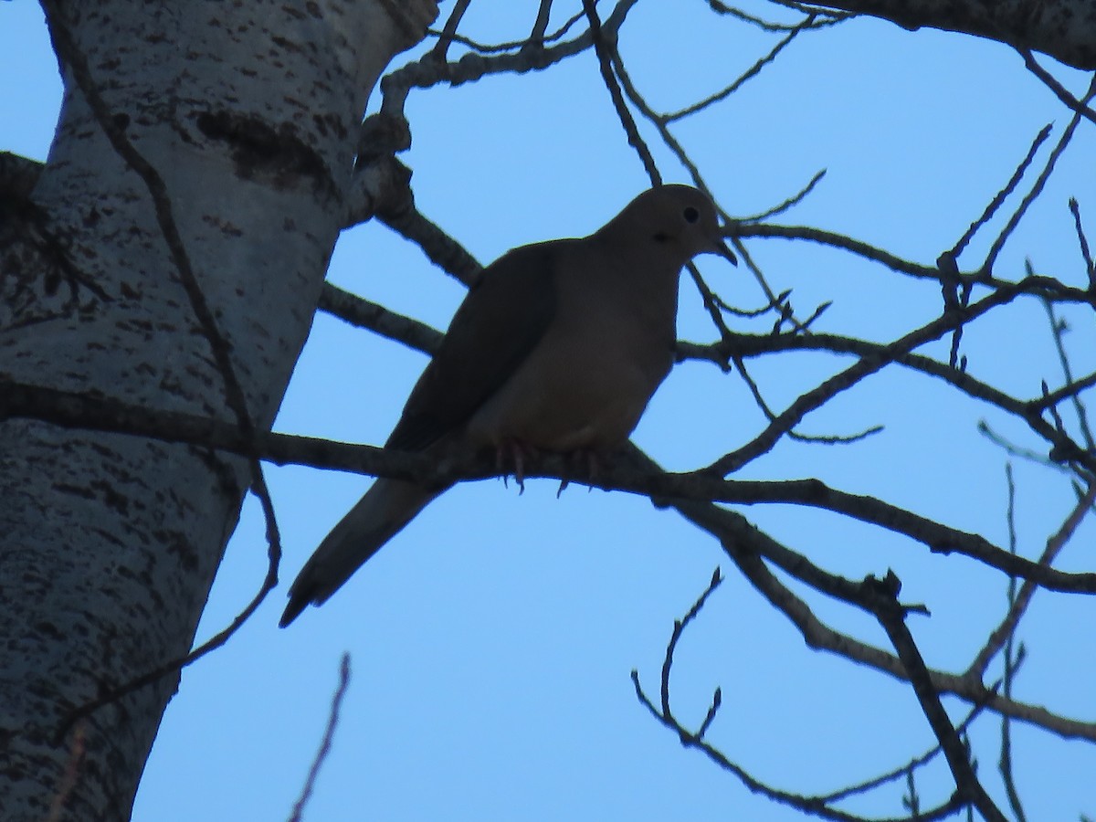 Mourning Dove - ML48327551