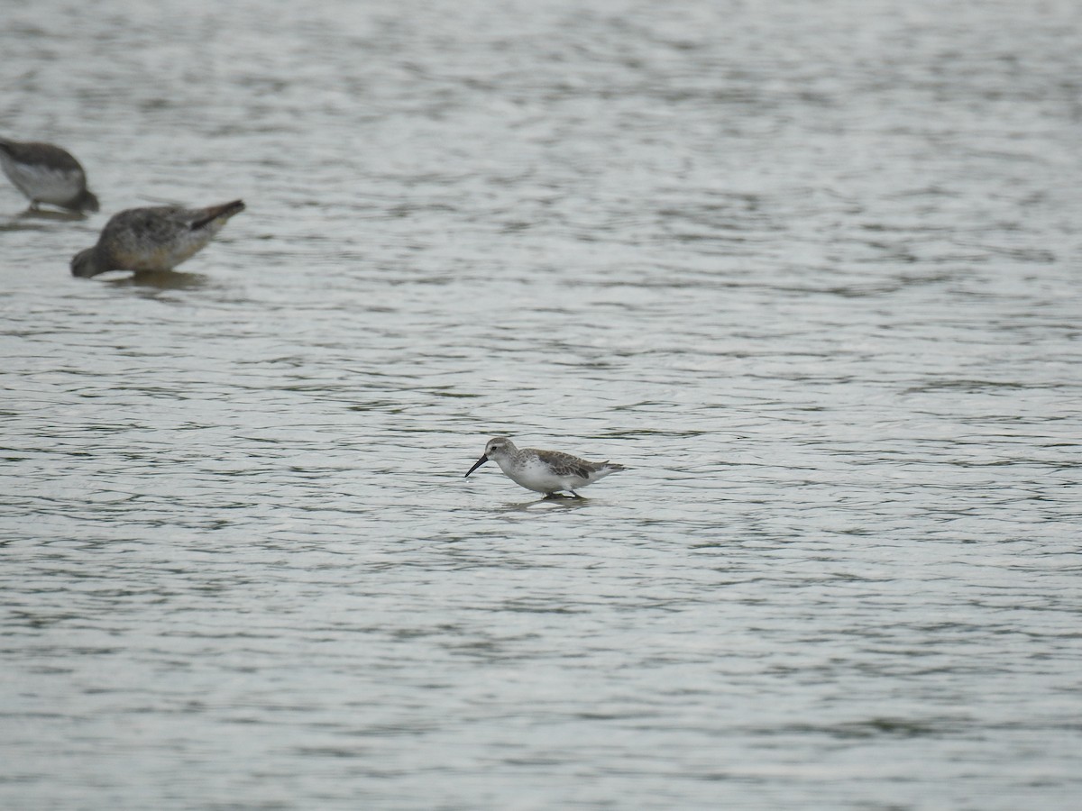 Western Sandpiper - ML483275791