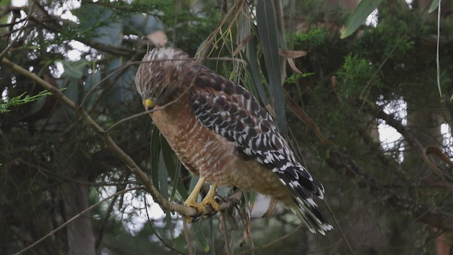 Red-shouldered Hawk (elegans) - ML483276341