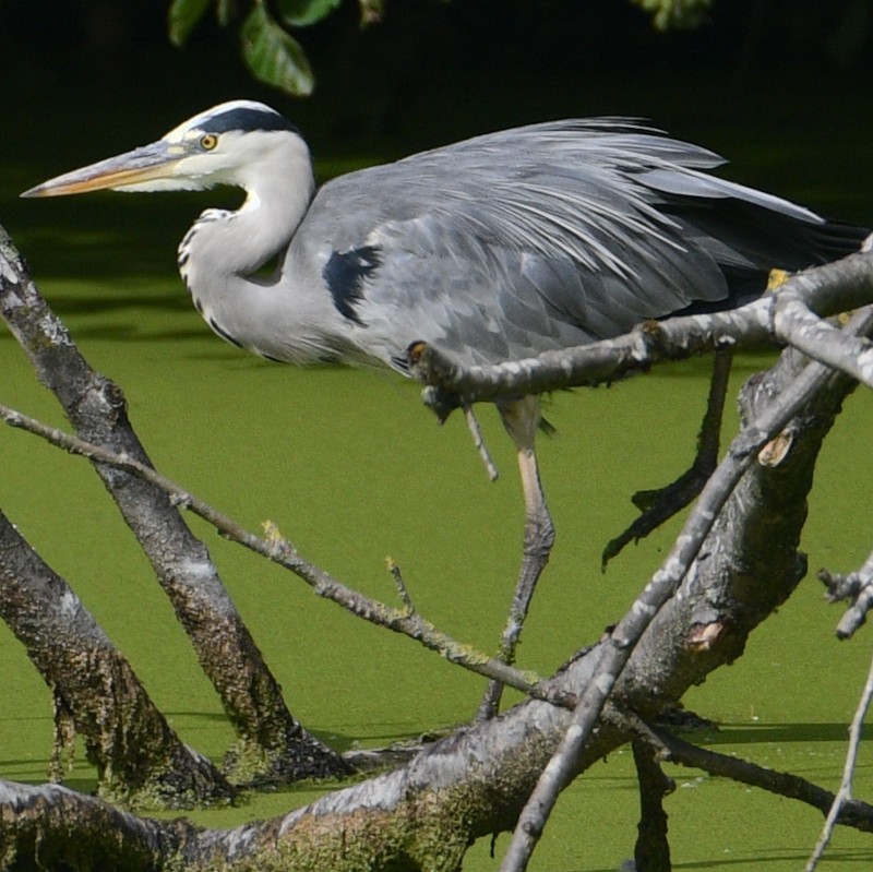 Gray Heron - ML483277871