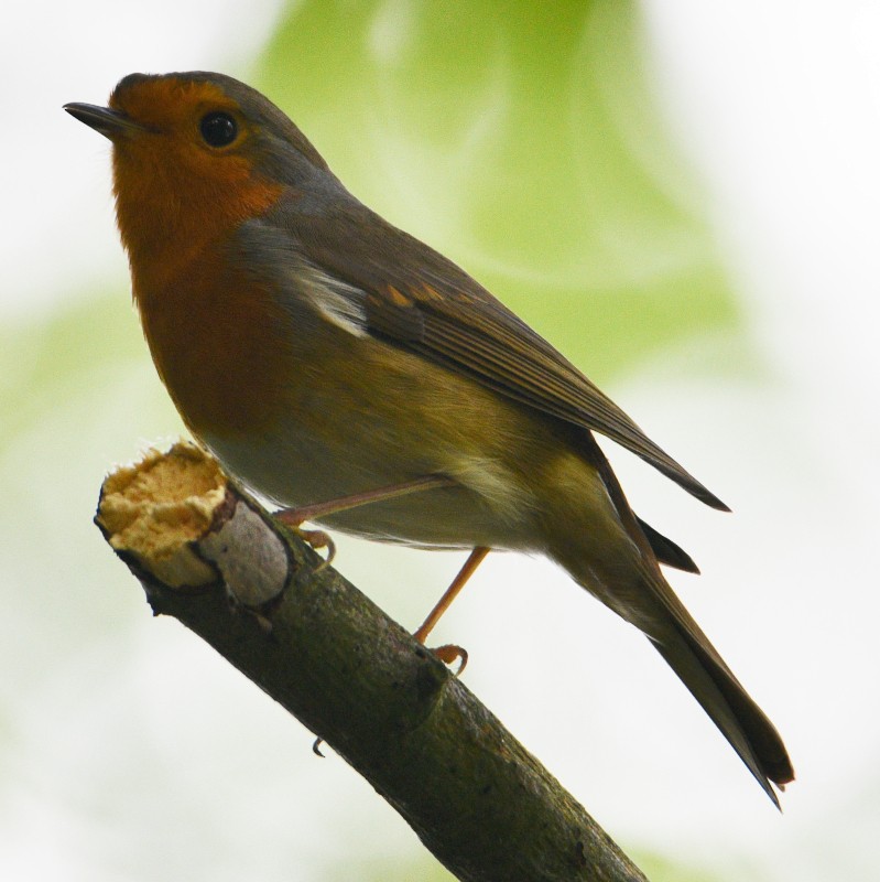 European Robin - ML483277991