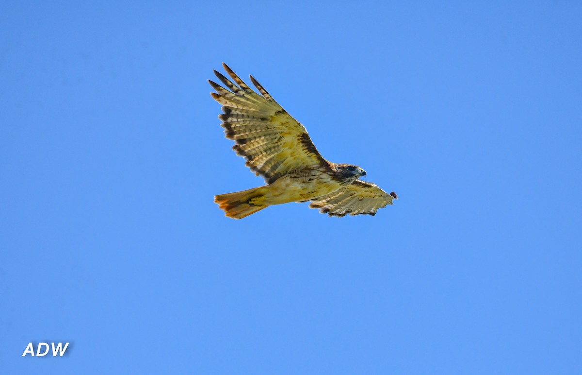 Red-tailed Hawk - ML483278261