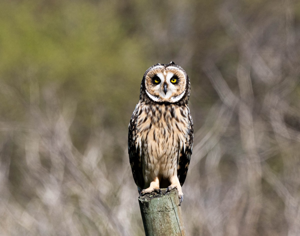 Short-eared Owl - Eduardo Saldias Andahur