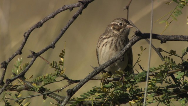 Vesper Sparrow - ML483279